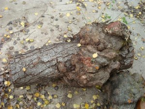 Large plum burl